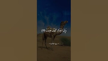 أفلا ينظرون إلى الإبل كيف خلقت = سورة الغاشية = #عبدالباسط_عبدالصمد