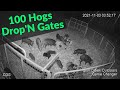 100 Hogs Trapped / Drop'N Hogs / Game Changer Jr / Best Hog Trap with cellular triggered gates.