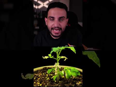 النباتات تطلع اصوات نباتات علم تطور طماط عبدالاله Bs خذلك خبر