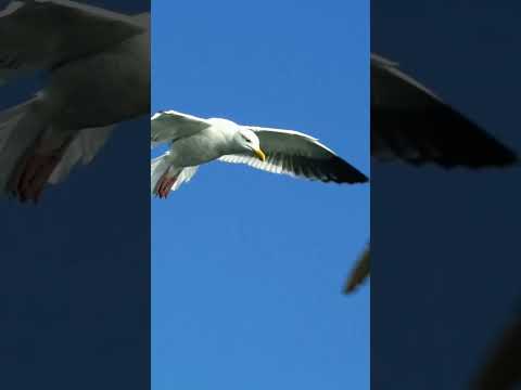 Mohamed Nabeina Islamic Iranvsisrael Mohammad Shortsvira