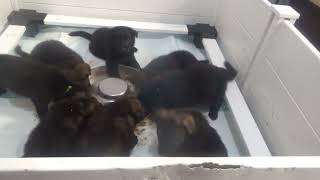 5 Week  Old German Shepherd Puppy Update: Eating Solid Food & Growing Fast