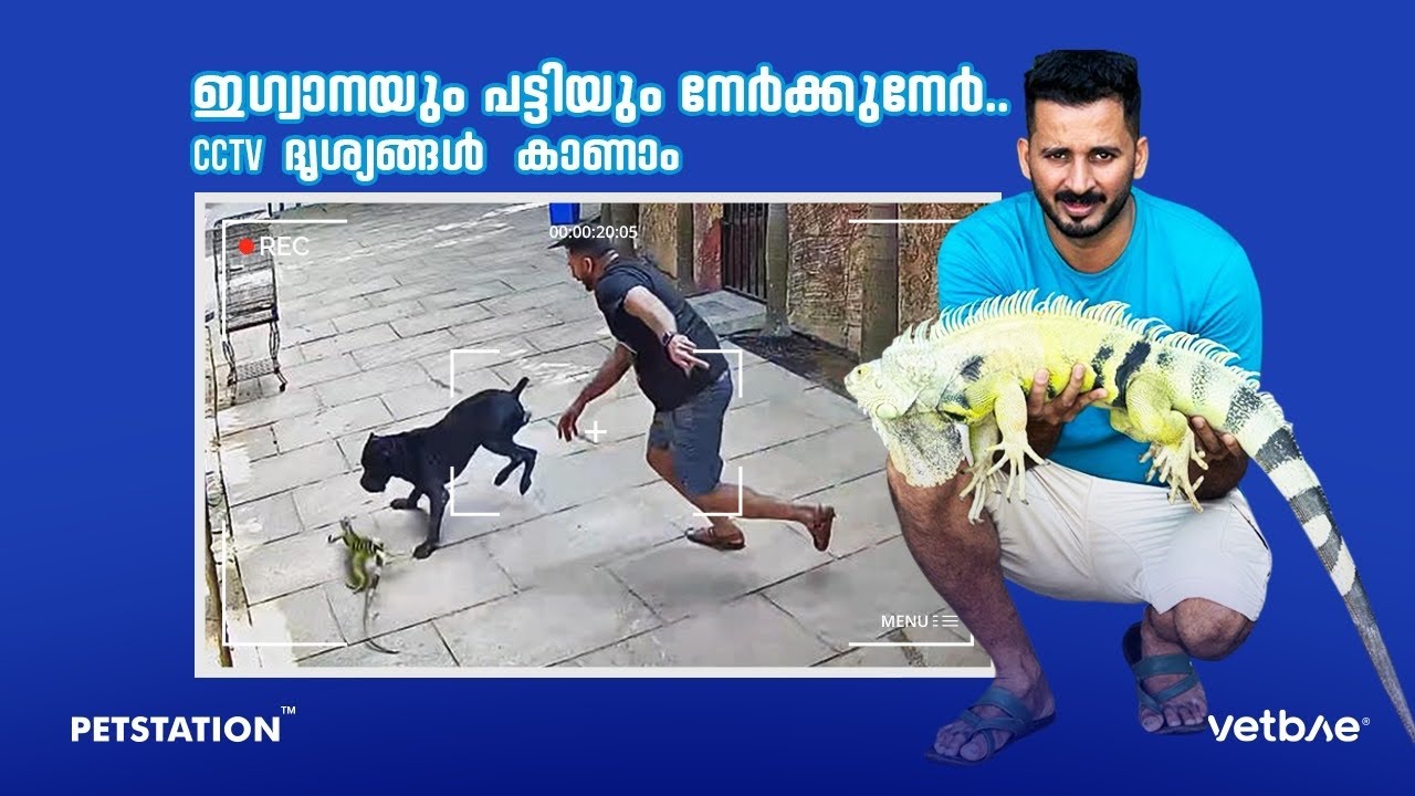 പട്ടിയുള്ളത്‌ അറിയാതെ കൂട്‌ തുറന്നു.. പാവം ഓന്ത്‌ പട്ടിയുടെ മുന്നിൽ പെട്ടപ്പോൾ. Dog attacked Iguana