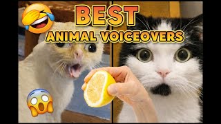 Best Animal Voiceover Compilation Ep. 1