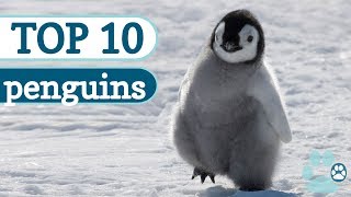 Top 10 Cutest Penguins