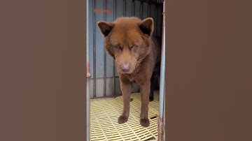 thú cưng my pet dog chó mông cộc đuôi