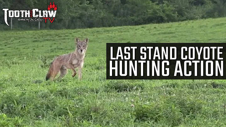 Last Stand Coyote Hunting Action