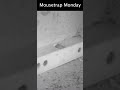 An Old But Effective Mouse Trap - Mousetrap Monday