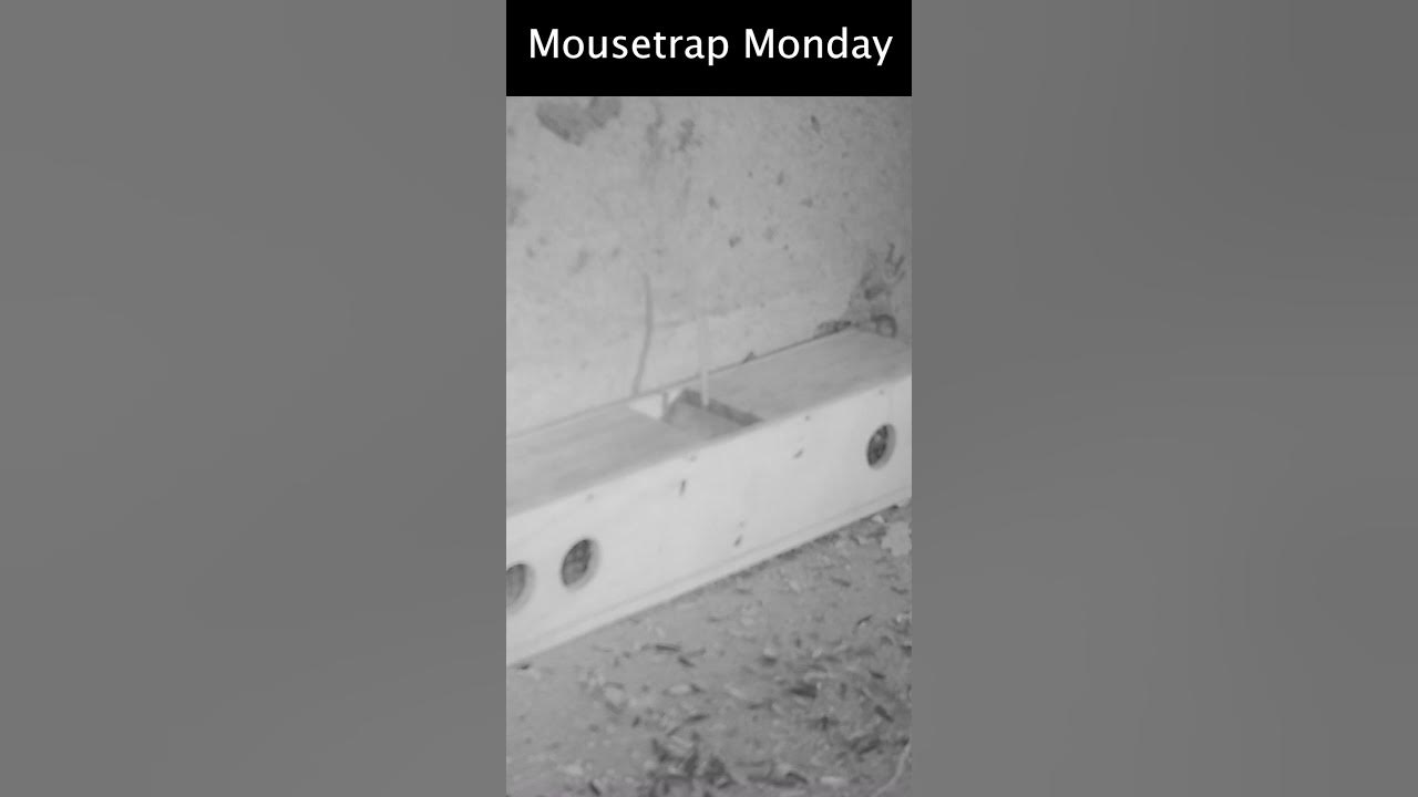 Athletic Mice Try To Avoid Getting Caught In This Simple Mouse Trap.  Mousetrap Monday 