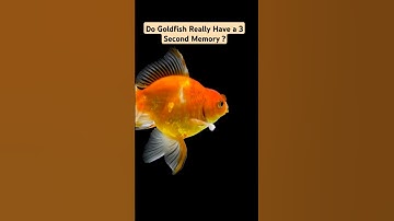 Do Goldfish Really Have a 3 Second Memory? #shorts