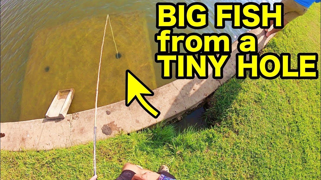 Fishing A Bird Lure For River BEASTS!