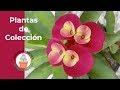 Plantas de colección.