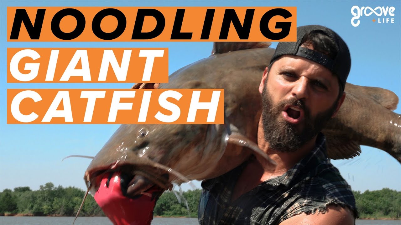 Catfish Noodling, The Ultimate Guide