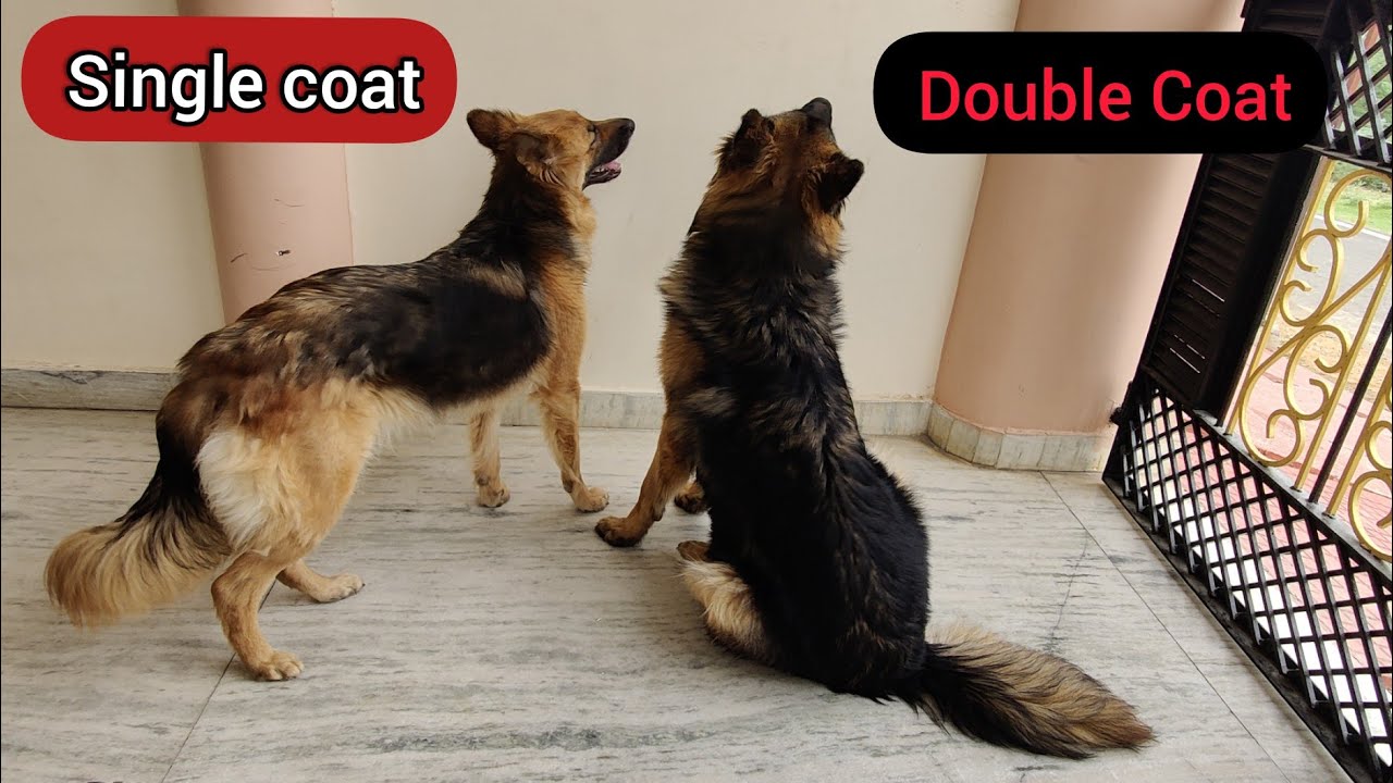 Double Coat Vs Single Coat Dog - Dog Paragon