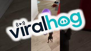 Toy Terrier Practices Boxing With a Balloon || ViralHog