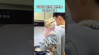 고양이 아프게 만드는 집사의 침묵 #고양이 #꿀템#shorts