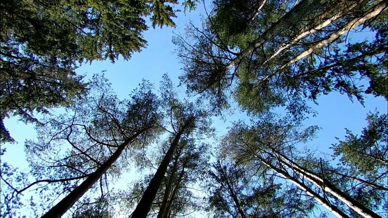 Wind Blowing Through Pine Trees Sound Effect. Natural Windy Forest