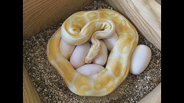 Ponte Albinos X Piebald Albinos / Coral Glow het piebald