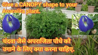 Aparajita Plant growing like a CANOPY shape II Aparajita plant design