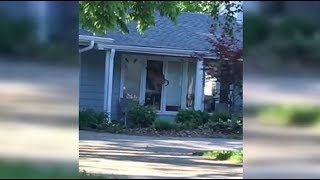 Gazelle Run Into A Glass Door