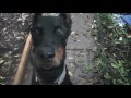 Apollo (1 yo Doberman) Training Video-Off Leash K9 Training, Tampa Bay Apollo (1 yo Doberman) Training Video-Off Leash K9 Training, Tampa Bay