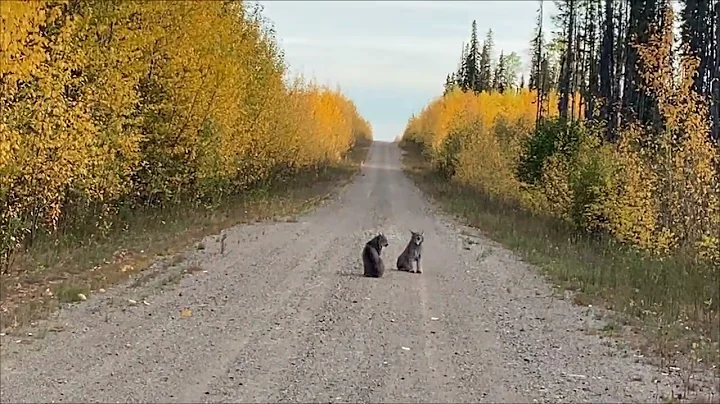 Two Tom Lynx Dispute Territory