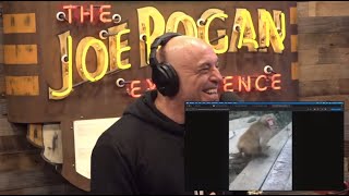 JRE: Monkeys Reacting to Magic!