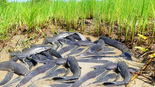 amazing fishing! a fisherman skill catch fish a lots by best hand in field today