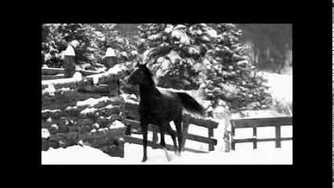 Major Miracle,  Thoroughbred mare with Gabrielle G...