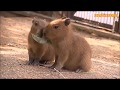 カピバラ （姫路市立動物園篇）祝６つ子ちゃん誕生！