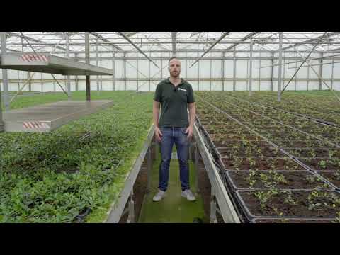 Video: Groene Gewassen In De Tuin. Deel 2