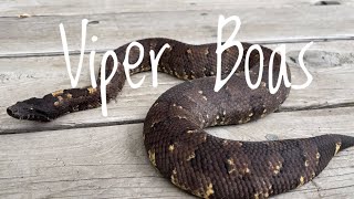 Species Spotlight- Viper Boas