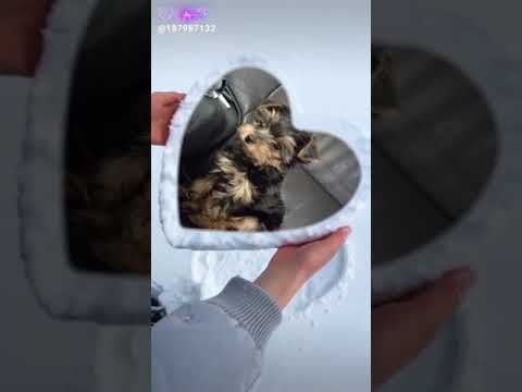 ЭТО МАГИЯ ЛАЙКА