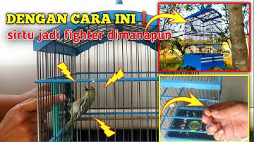 Cara Bikin Sirtu jadi Fighter dan Tarung ditaruh manapun‼️ pasar kebon juweh