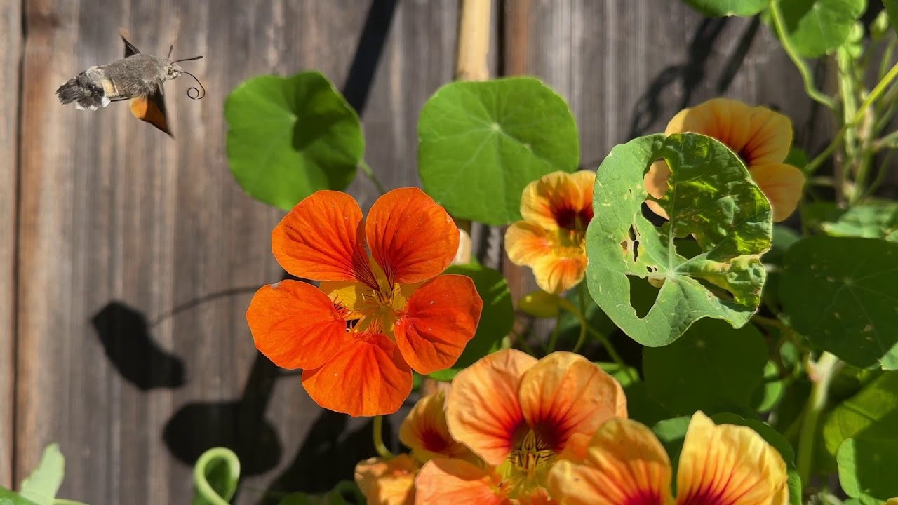 Kapuzinerkresse: Drei Insekten, eine Pflanze – und das Wunder der Biodiversität