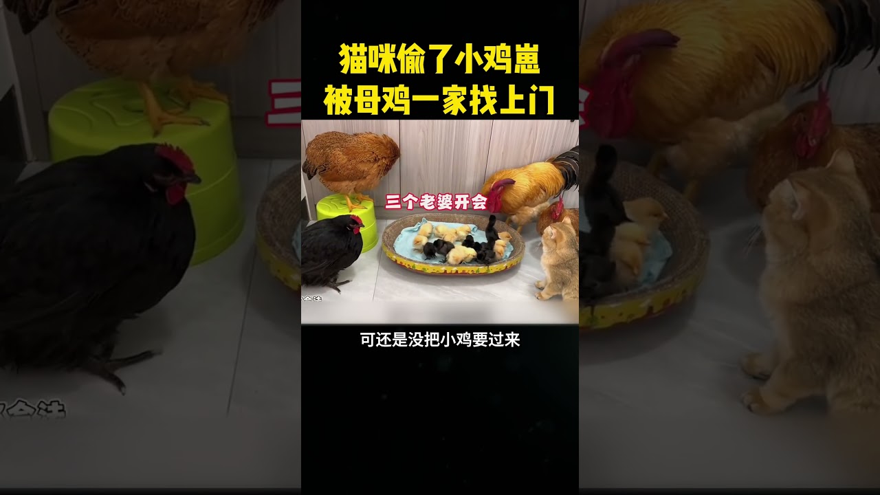 猫咪偷走了小鸡🐥崽，被母鸡一家找上了门！ #科普 #大熱門 #搞笑 #感人壹幕 #影視解説#影视聚焦 #熱門