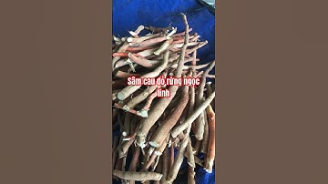 Sâm cau đỏ rừng Ngọc Linh dân gởi