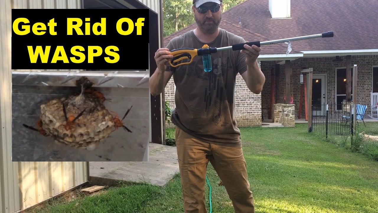 Never Buy Wasp Spray Again - Eliminate Wasp Nests Fast