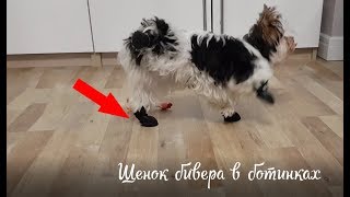 Как приучить щенка бивер йорка ходить в ботинках. Как приучить щенка бивер йорка ходить в ботинках.