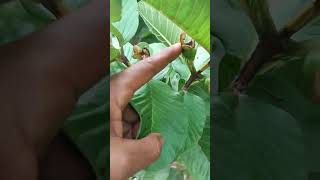 Download Lagu Tips agar jambu kristal tidak busuk #jambukristalmerah MP3