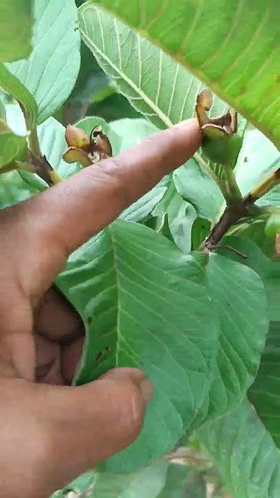 Tips agar jambu kristal tidak busuk #jambukristalmerah