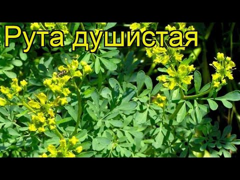 Видео: Козя рута, описание на растението