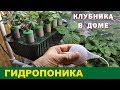 ВЫРАЩИВАНИЕ КЛУБНИКИ ЗИМОЙ В ДОМЕ. Часть 5. GROWING STRAWBERRIES IN THE WINTER IN THE HOUSE. Part 5