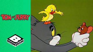 Tom \& Jerry Look After A Duckling!  | Tom \& Jerry | Boomerang UK