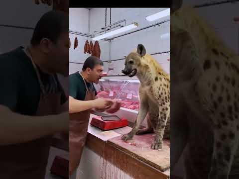 الجزار زهق من الضبع واعطاه اللحمة ومع ذلك ضل الضبع يضحك عليه الله اعلم الضبع شو يطلع بقصة جديدة