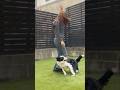 相棒との即興ダンスタイムが楽しすぎた　#dog #doglife #dogtricks