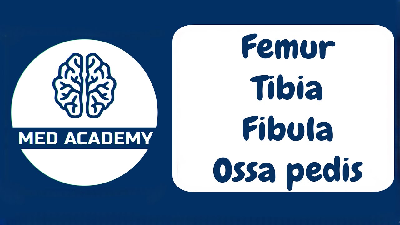 Oyoqning erkin suyaklari. (Son, katta va kichik boldir, oyoq panjasi suyaklari.)