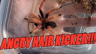 Mexican Fireleg Tarantula | Rescued From Pet Store!