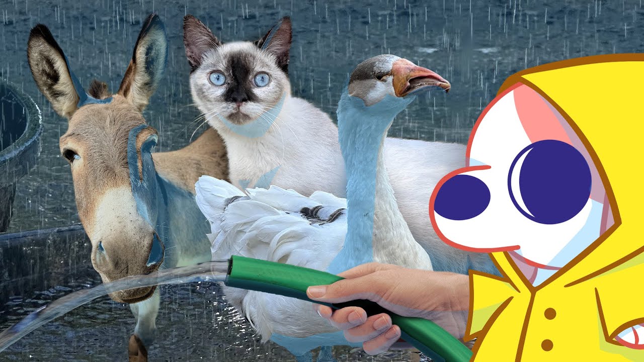 Doing Farm Chores On A Rainy Fall Day