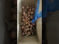 #gharelu kam kaj mai busy #onion harvesting #pithoragarh #uttarakhand #kharayatsanju