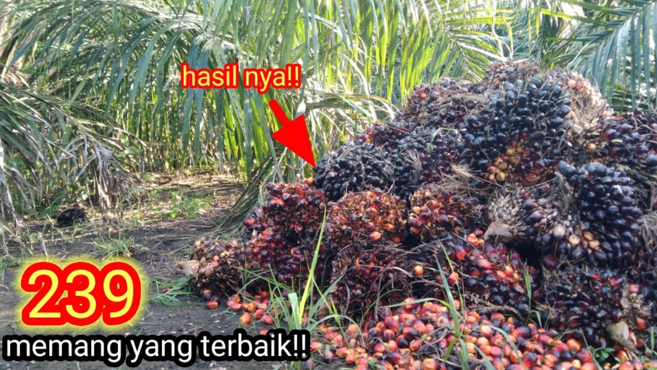 Penasaran berapa hasil nya ppks 239 skitar 100 pokok !!